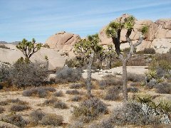 Joshua Tree National Park