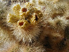 Opuntia bigelovii