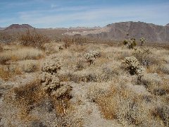 Joshua Tree National 
Park