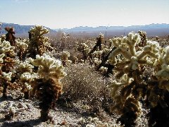 Cactus Garden