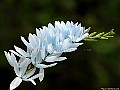 Pale blue Ixia. File# 6973. Photographer: Susan