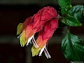  Mexican Shrimp Plant (Justicia brandegeeana), File# 7431. Photographer: Susan