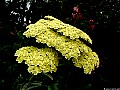 Achillea, File# 7751. Photographer: Susan