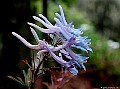 Corydalis flexuosa Blue-Panda, File# 5445. Photographer: Susan