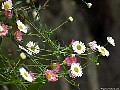 Santa Barbara  Daisy (Erigeron-karvinskianus), File# 7329. Photographer: Susan