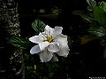 Location: Marie Nui garden, Rarotonga, Cook Islands.  Photographer: Susan 