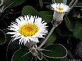 Marlborough Rock Daisy (Pachystegia insignis), File# 7051. Photographer: Susan