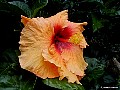 Orange-Hibiscus, File# 0053. Photographer: Christine