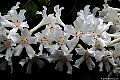 White Azalea, File# 6572. Photographer: Susan