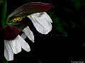 Acanthus mollis, File# 8691. Photographer: Susan