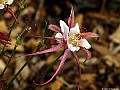 Aquilegia Caerulea (Rose-Queen), File# 7613. Photographer: Susan