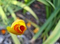 Californian Poppy. File# 4370. Photographer: Susan