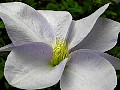 Clematis Louise Rowe, File# 3892. Photographer: Christine