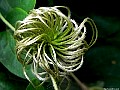 Clematis head, Sparks, Nevada.<br> File# 5874. Photographer: Christine