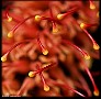 Grevillea abstract, File# CS2702. Photographer: Susan