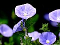 Geranium, Johnson's Blue. Auckland. New Zealand.<br> File# 7710. Photographer: Susan