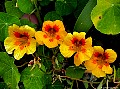 Nasturtiums, File# 7119. Photographer: Susan