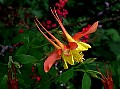 Native Columbine, File# 8305. Photographer: Susan