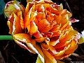 Orange striped Peony. File#4512. Photographer: Susan