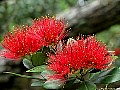  Pohutukawa, (metrosideros excelsa)
 File# 7772. Photographer: Susan