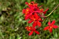 Red Orchid, File# 8283. Photographer: Susan