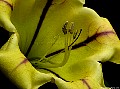 Golden Cup Vine(Solandra Maxima), File# 6705. Photographer: Susan