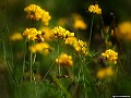 Yellow flower on sand dunes, File# CS3680 Photographer: Susan