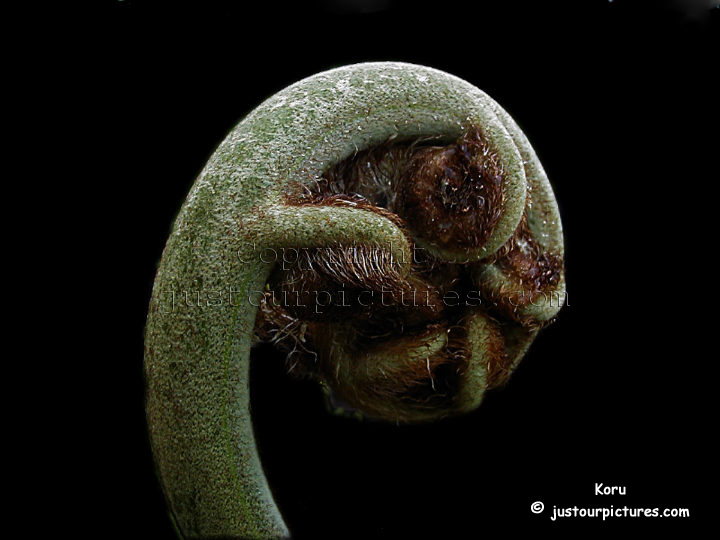 koru