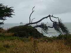 Picture of Cape Foulwind Westport