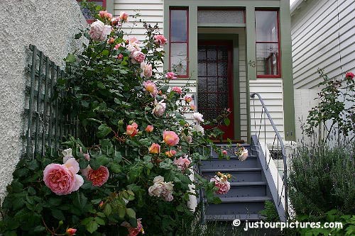 Abraham Darby rose bush