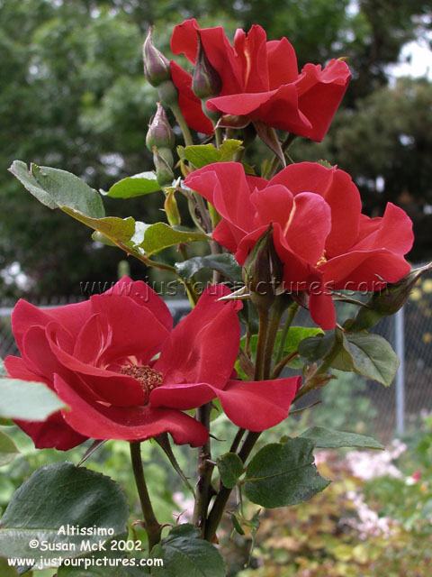 Altissimo rose