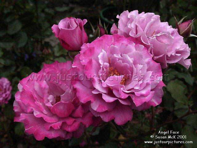 Angel Face rose