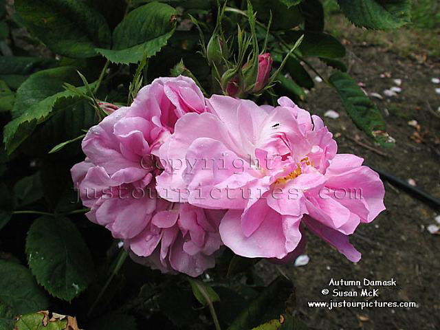 Autumn Damask rose