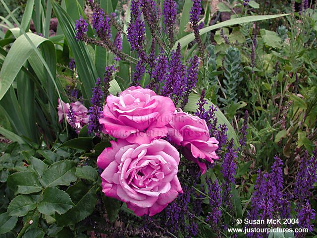 Barbra Streisand rose