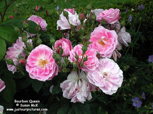 Bourbon Queen rose