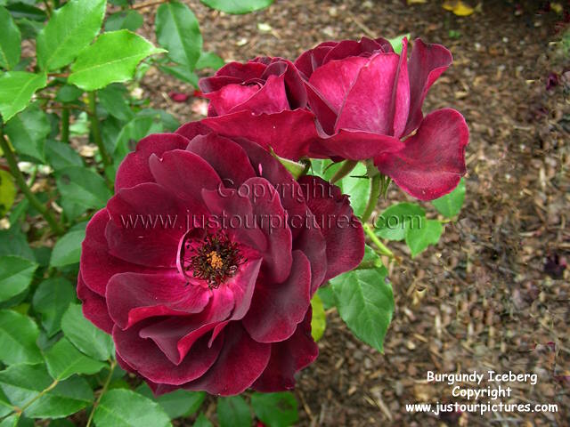 Burgundy Iceberg rose