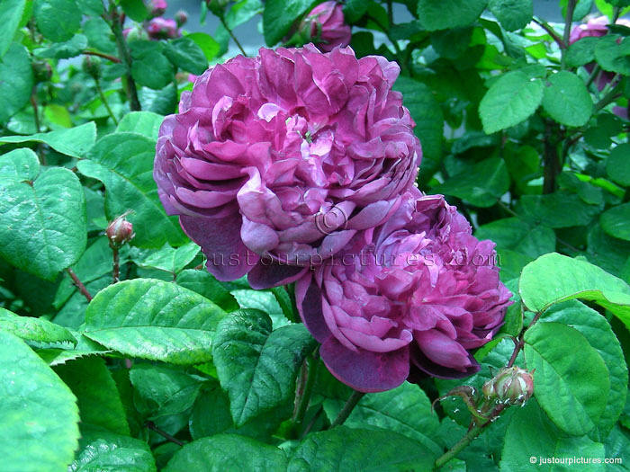 Cardinal de Richelieu rose