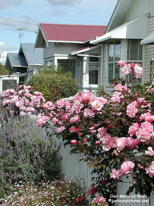 Clair Matin roses on fence