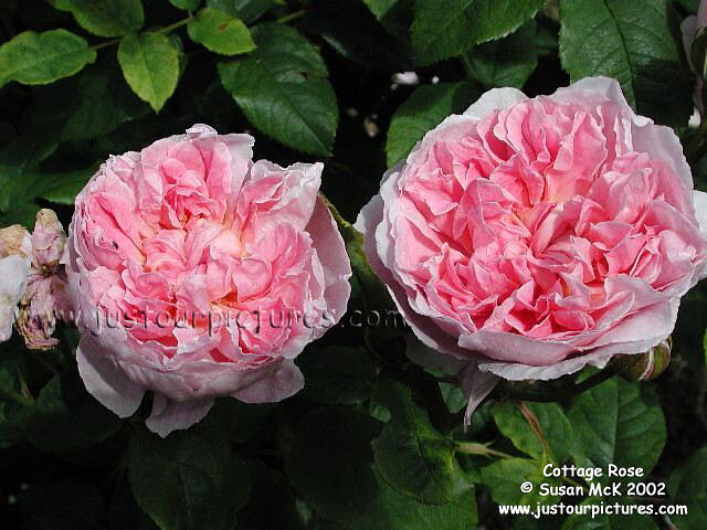 Cottage rose