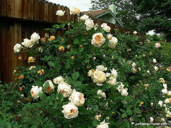 Crown Princess Margareta bush