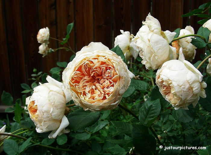 Crown Princess Margareta