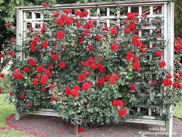 Dublin Bay rose on a trellis