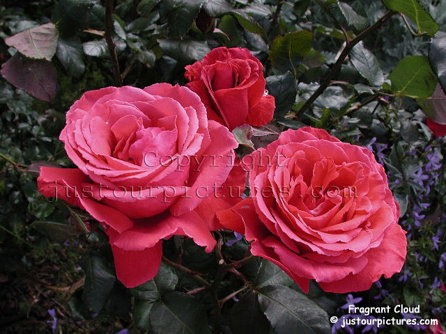 Fragrant Cloud rose