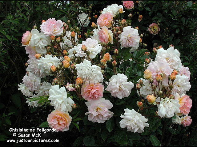 ghislaine-de-feligonde-rose