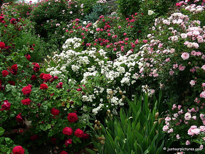 Gourmet Popcorn rose bush