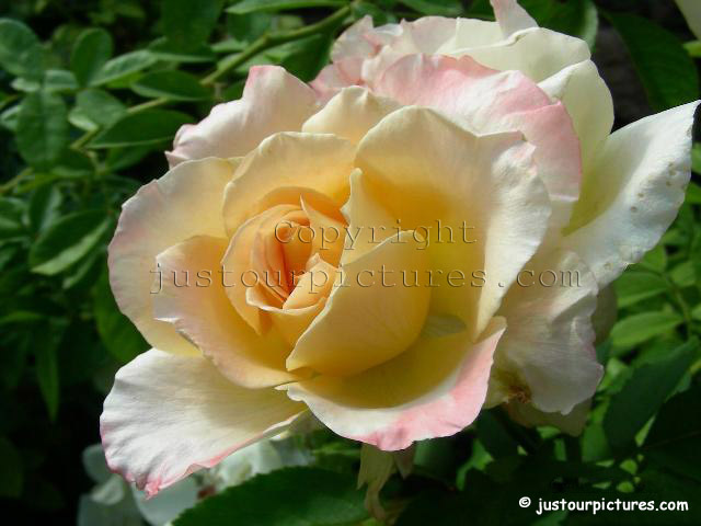 Grand Impression rose