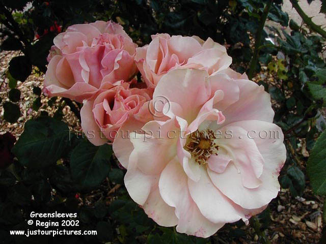 Greensleeves rose