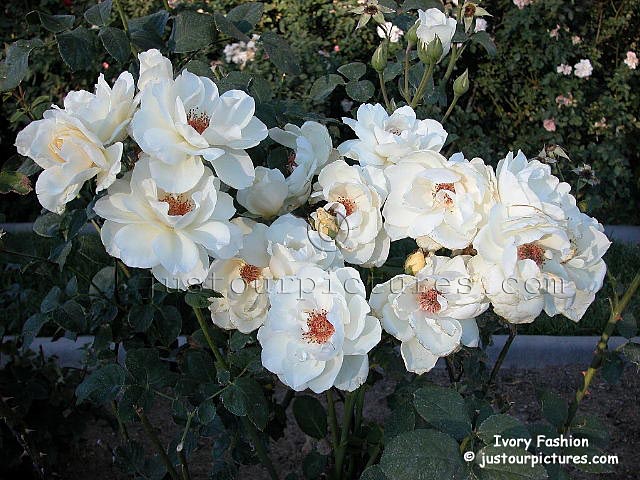 Ivory Fashion rose