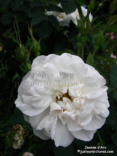 Jeanne d'Arc rose