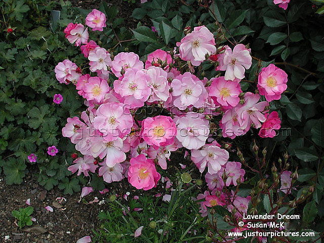 Lavender Dream rose